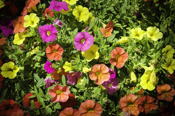 Petunia flowers