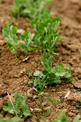 Young seedling of a peas