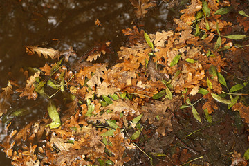 Colorful autumn fallen leaves on brown soil wet background