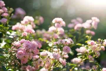 pink wild roses in the garden. With sunlight