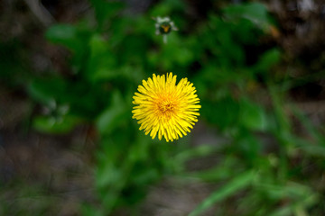 yellow dandelion flower on a green background