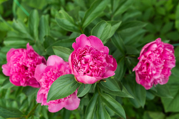 Red peonies in the garden. Blooming red peony.