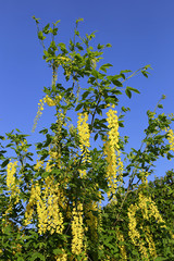 Beautiful bright yellow flowers of wisteria
