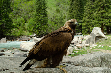 eagle against the background of wood and stones