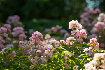 pink wild roses in the garden