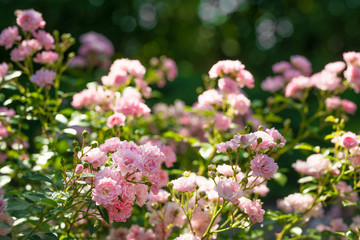 pink wild roses in the garden
