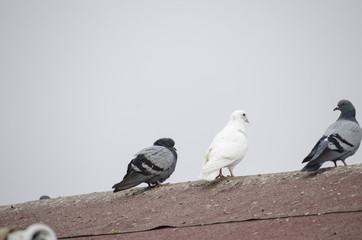 Pigeons at Cappadocia