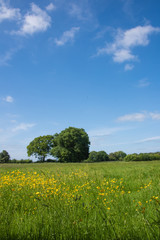 Yellow buttercups and trees in a green field against a bright blue sky