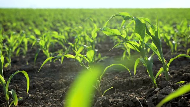 Growing Plants Field of Young Corn Sprouts. Food Modification Crop Farming Concept.