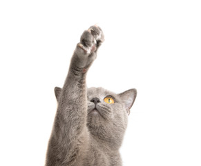 blue gray british cat isolated on the white