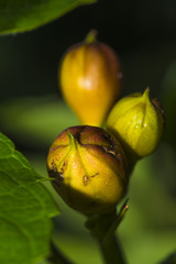 Bignone/boutons de Campsis Radicans