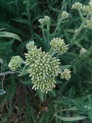 причудливые цветы