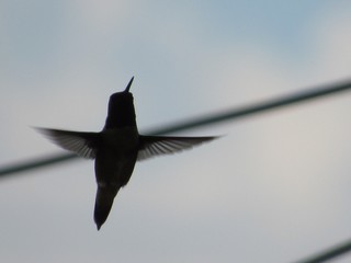 hummingbird in cross formation