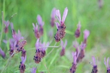 Lavender flowers