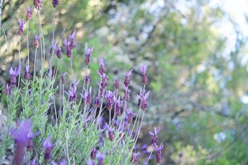 Lavender flowers