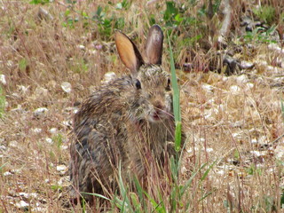 rabbit watching you through grass