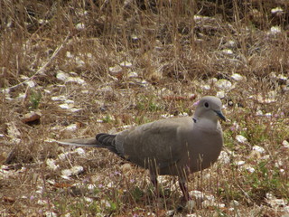 sideview of dove