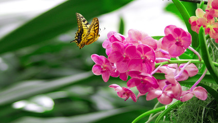 Wunderschöner Schmetterling