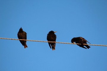 starlings