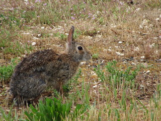 sideview of wild rabbit