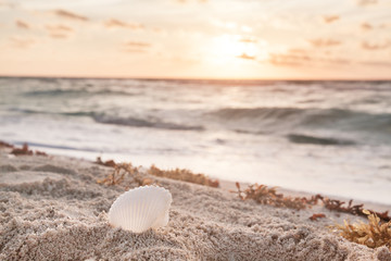 Fototapeta na wymiar White Shell On The Beach At Sunrise