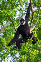 Black Gibbon males.