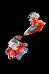 The moving moment beautiful of siam betta fish in thailand on black background.