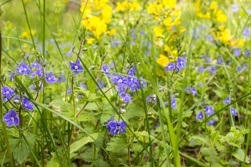 blue and yellow little wildflowers