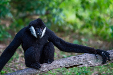 Black Gibbon males.