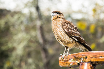 Gavião - Patagônia - Bariloche