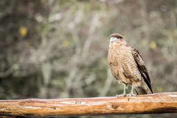 Gavião - Patagônia - Bariloche