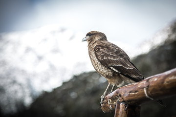 Gavião - Patagônia - Bariloche