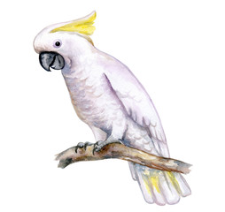 White cockatoo sitting on a branch isolated on white background. A white parrot with a yellow tuft. Watercolor. Illustration. Template. Handmade. Close-up. Clip art. © Yuliia