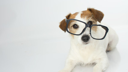 FUNNY AND INTELLECTUAL JACK RUSSELL DOG WEARING GLASSES ISOLATED ON WHITE BACKGROUND