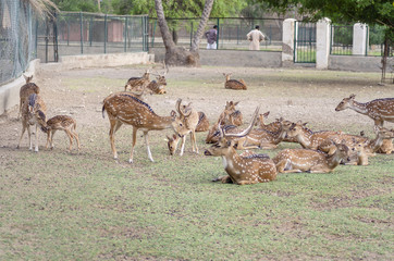 A group of deers in a zoo