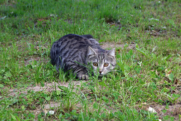 cat in the garden