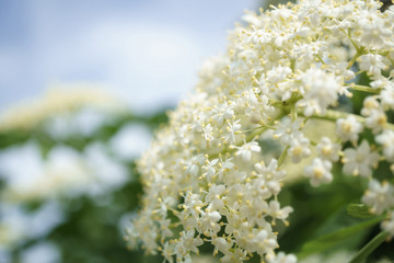 black elder blooms in the fresh air