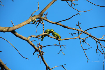 Fauna Birds
