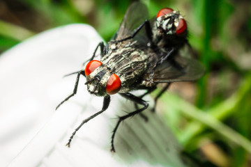 Mating flies.