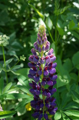 Lupine
