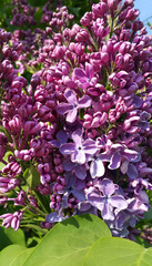 Obraz premium Beautiful flowering spring bright lilac branches