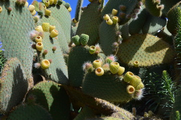Paisajes de la isla de La Palma