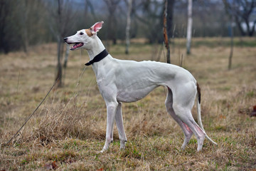 Obraz na płótnie Canvas White Greyhound