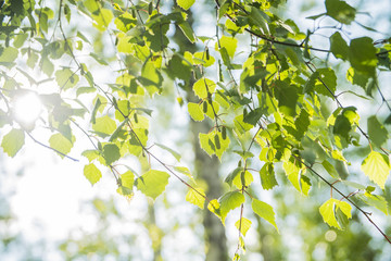 a branch of a birch tree close-up in summer forest