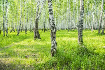 Foto op Plexiglas summer birch forest © de Art