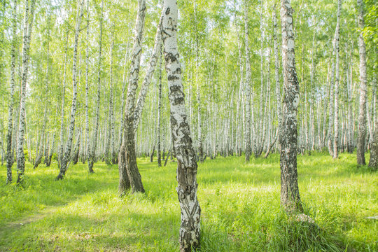 summer birch forest