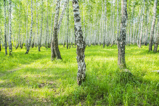 Fototapeta summer birch forest