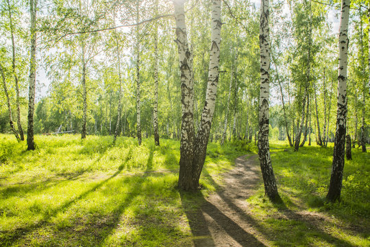 Fototapeta summer birch forest