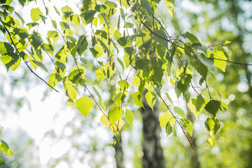 a branch of a birch tree close-up in summer forest
