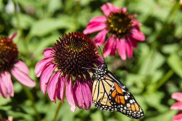 Butterfly drying wings